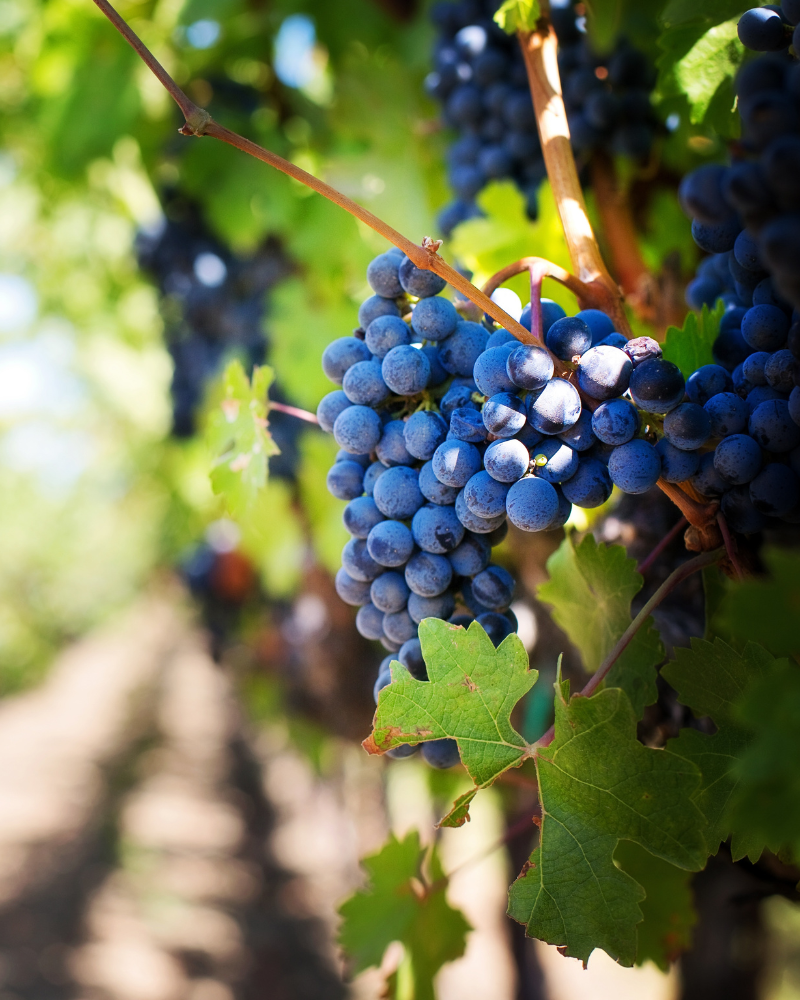 grand cru vineyard
