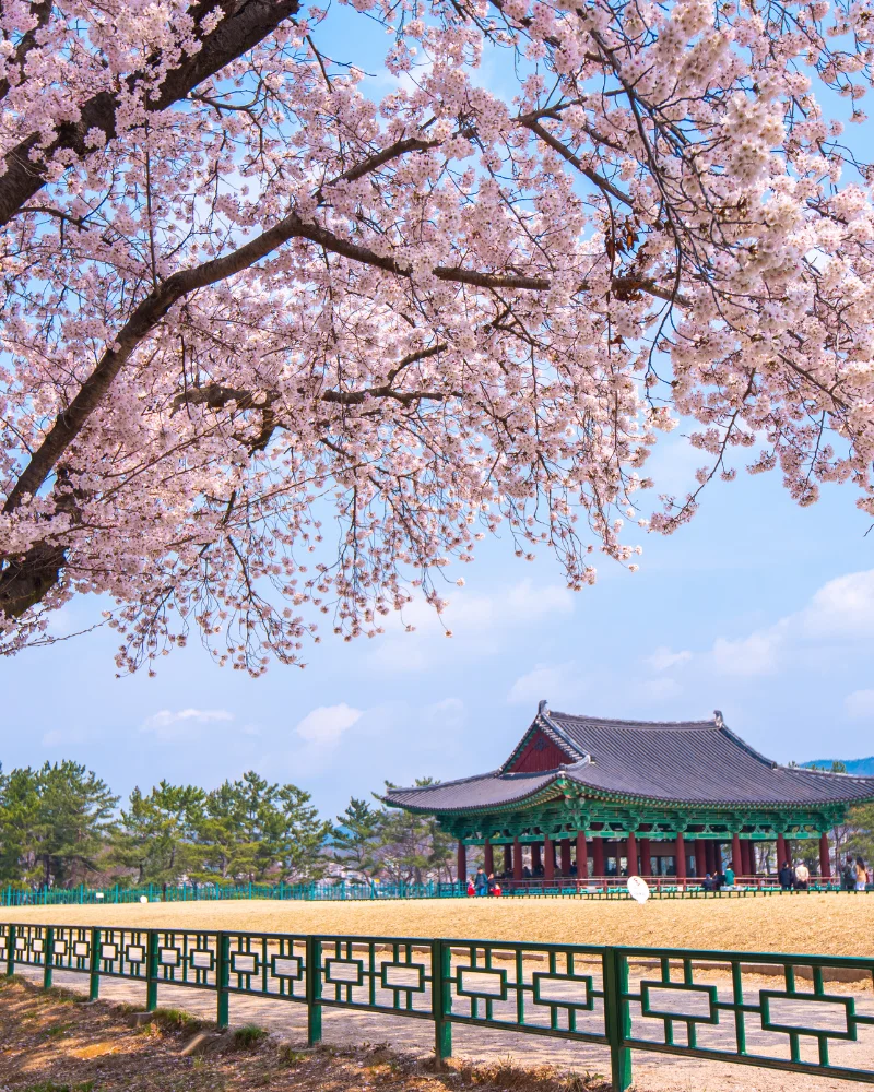 Korean traditional palace and cherry blossom