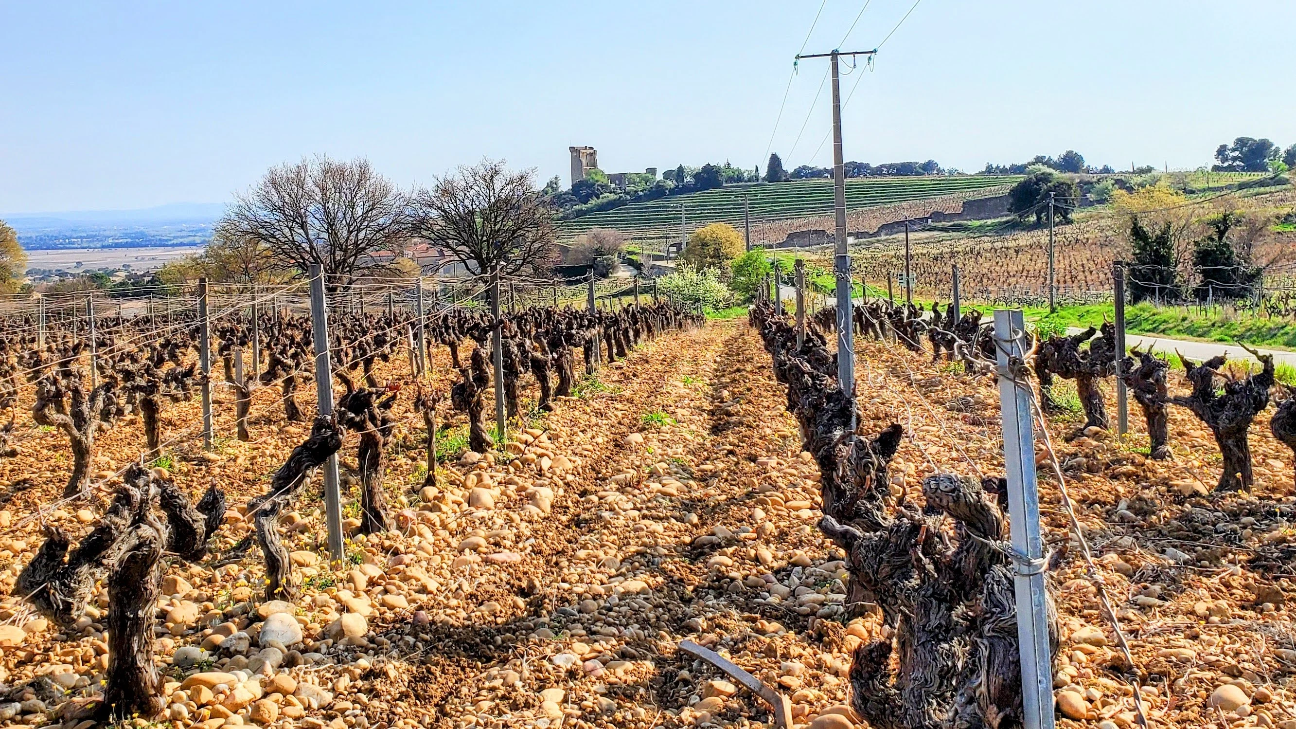 Organic and biodynamic wine - A vineyard in Châteauneuf-du-Pape with galets roulés stones, old vines, and the ruins of the Popes' Castle in the background