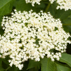 elderflower for floral aromas in wine