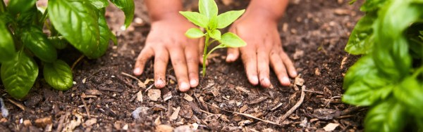 Children's hands planting a seedling