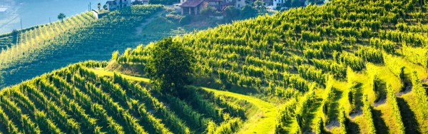organic vineyards in the wine country
