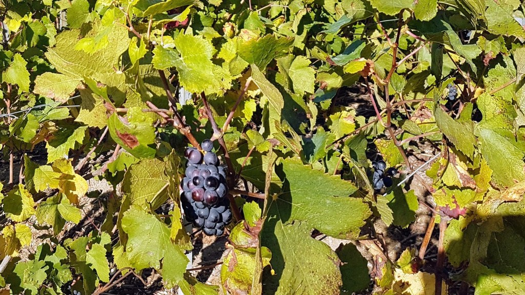 Pinot noir grapes on vines