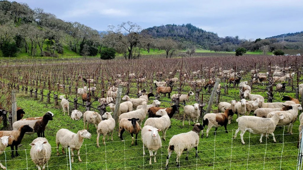 Sheep and goats grazing between grapevines in a Napa Valley vineyard