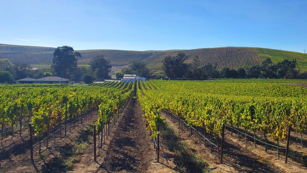A view of vineyards rolling across the scenic hills of Carneros in Napa Valley.