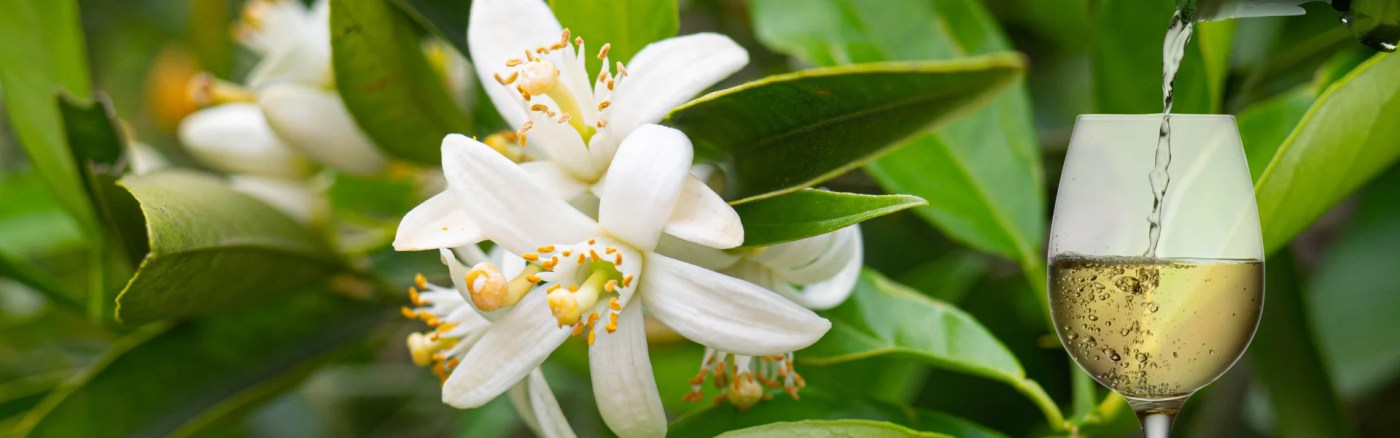 orange blossom with white wine glass for floral aromas in white wine