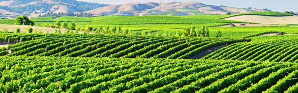 Wide vineyard view of Napa Valley, capturing the essence of the best wineries with views in Napa and Sonoma