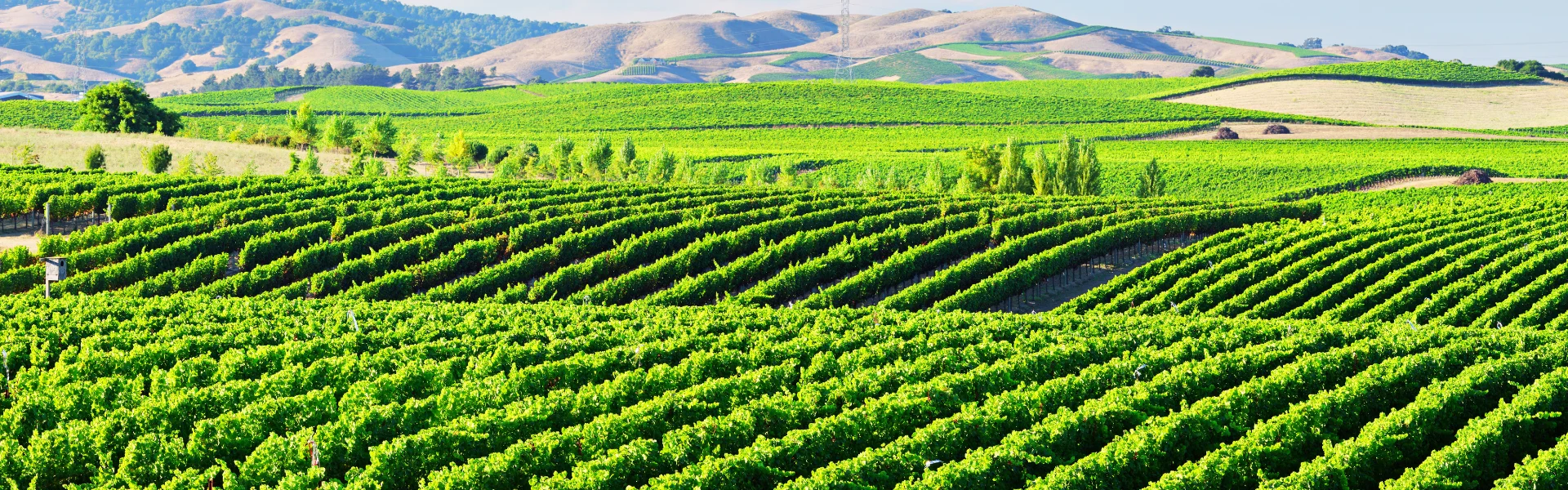 Wide vineyard view of Napa Valley, capturing the essence of the best wineries with views in Napa and Sonoma