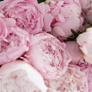 pink peonies