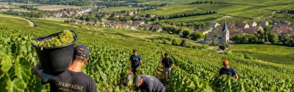 Harvest crews working in a vineyard, with rolling hills and a small village in the distance.